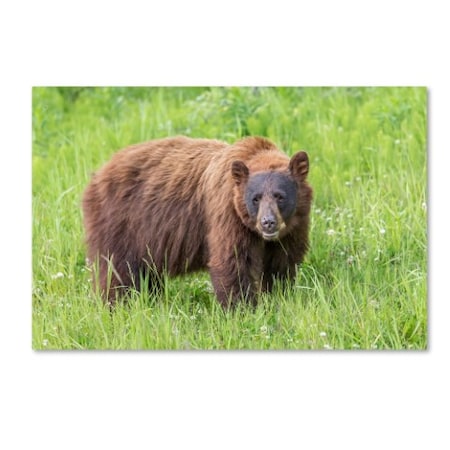 Pierre Leclerc 'Cinnamon Bear' Canvas Art,22x32